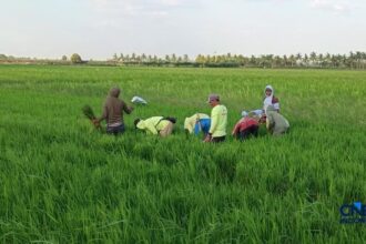 Potensi Peningkatan Produktivitas Padi di Merauke dengan Metode Tanam Baru