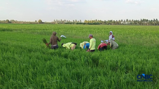 Potensi Peningkatan Produktivitas Padi di Merauke dengan Metode Tanam Baru