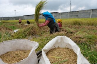 Produktivitas Lahan Marginal di Subang Meningkat Berkat Budidaya Organik