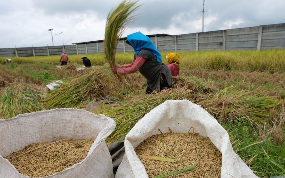 Produktivitas Lahan Marginal di Subang Meningkat Berkat Budidaya Organik