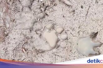 Sapi Ternak di Inhil Hilang Diterkam Harimau, Sekolah Diliburkan