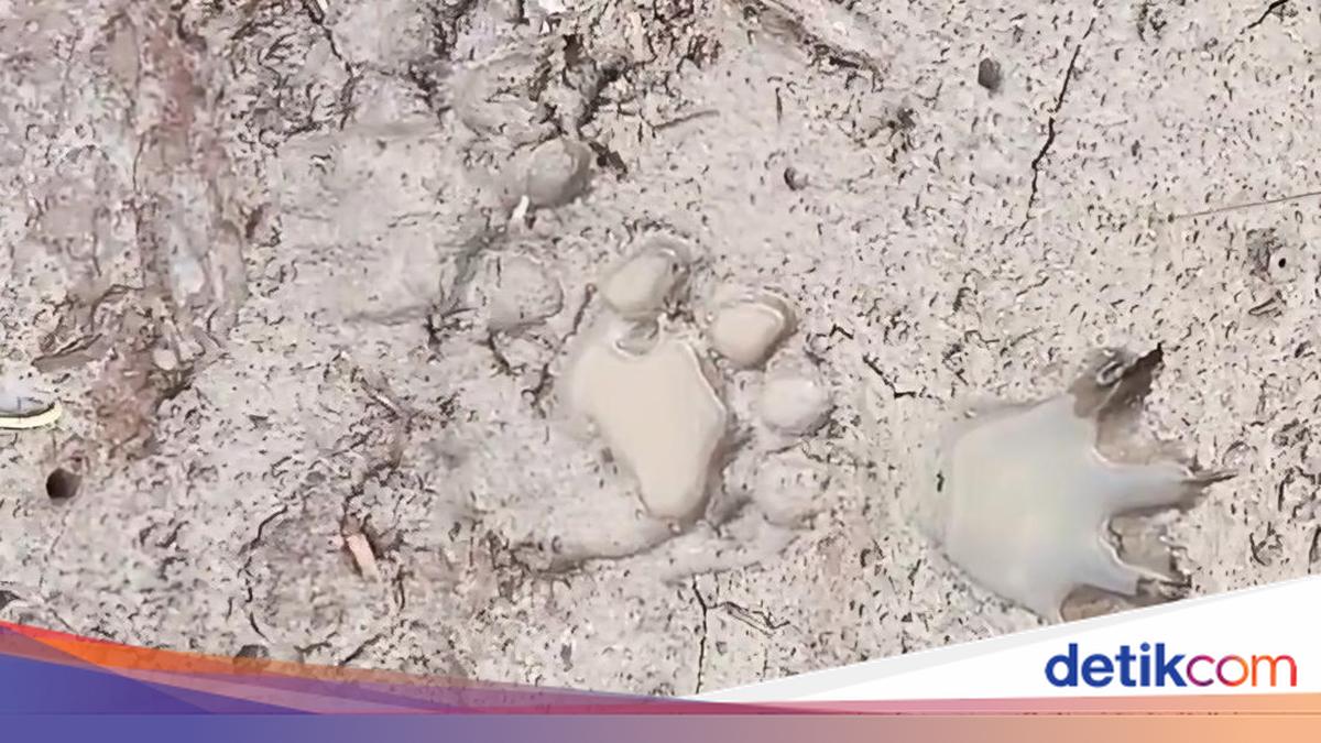 Sapi Ternak di Inhil Hilang Diterkam Harimau, Sekolah Diliburkan