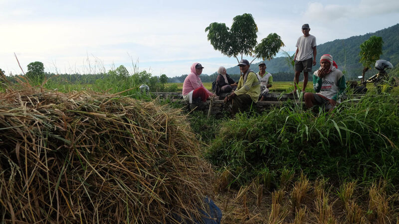 petani