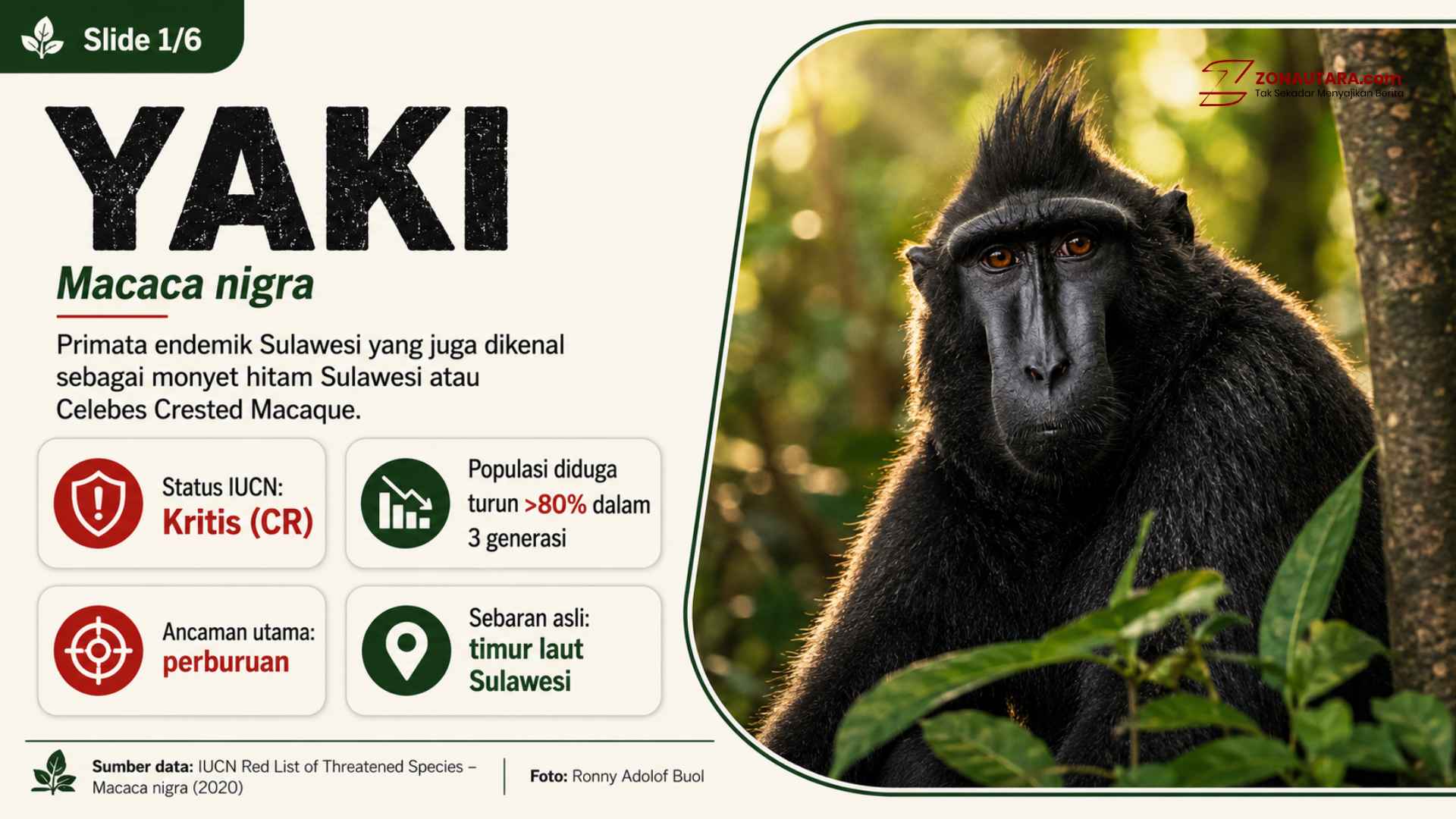 Mengenal Yaki, satwa kunci Sulawesi Utara 8 YAKI