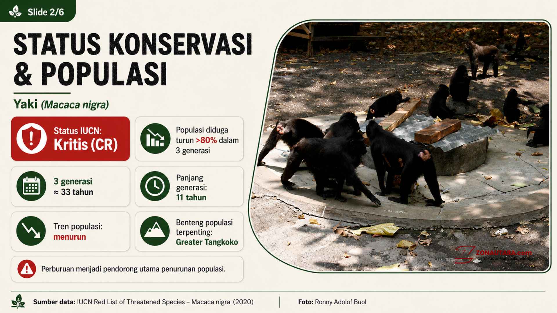 Mengenal Yaki, satwa kunci Sulawesi Utara 10 YAKI