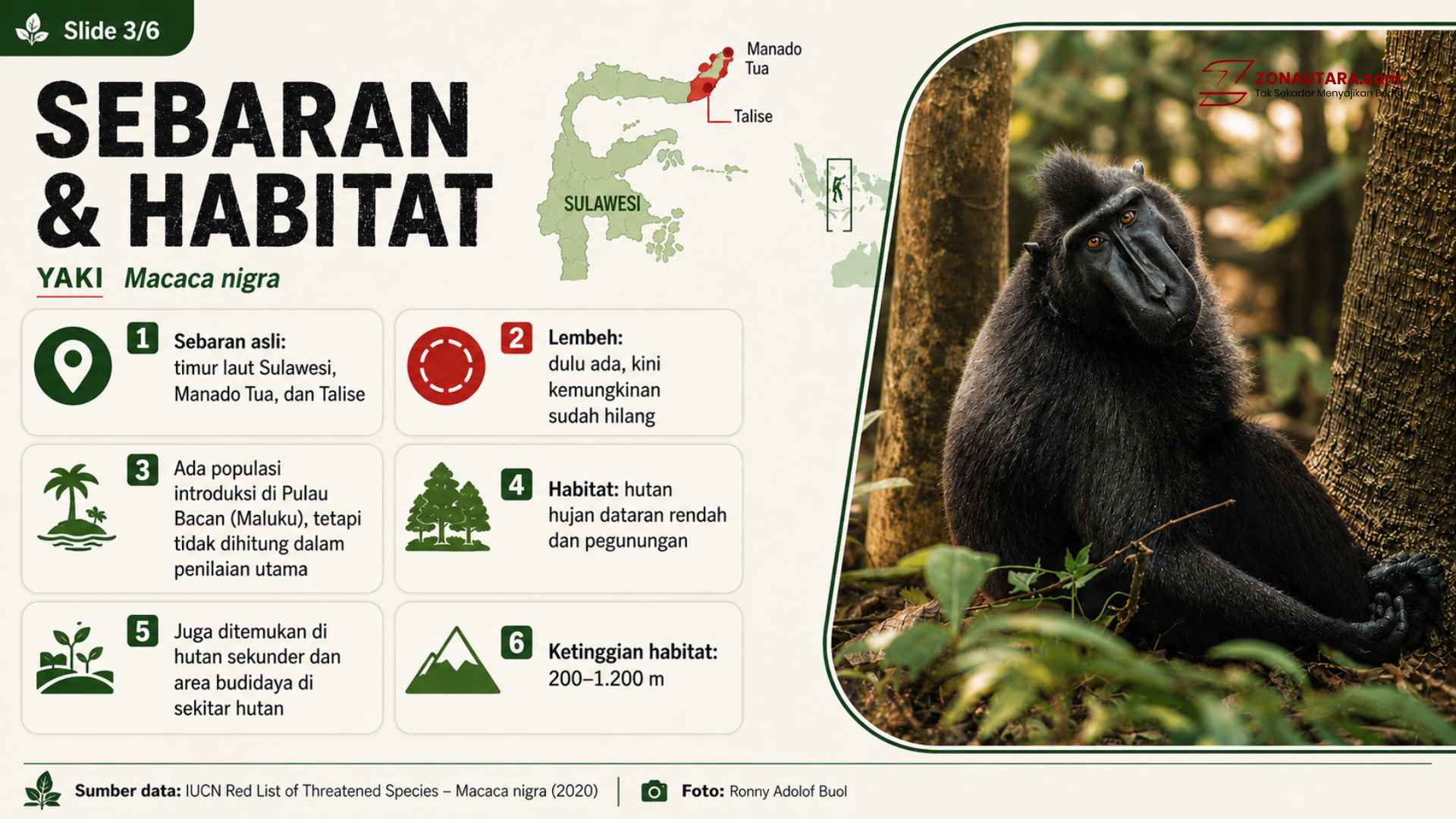 Mengenal Yaki, satwa kunci Sulawesi Utara 12 YAKI