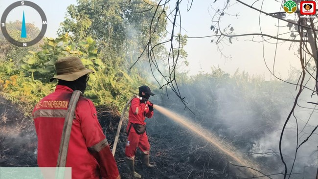 335 Konsesi Hutan Sumatra dan Kalimantan Terbakar, 85.000 Ha Hangus