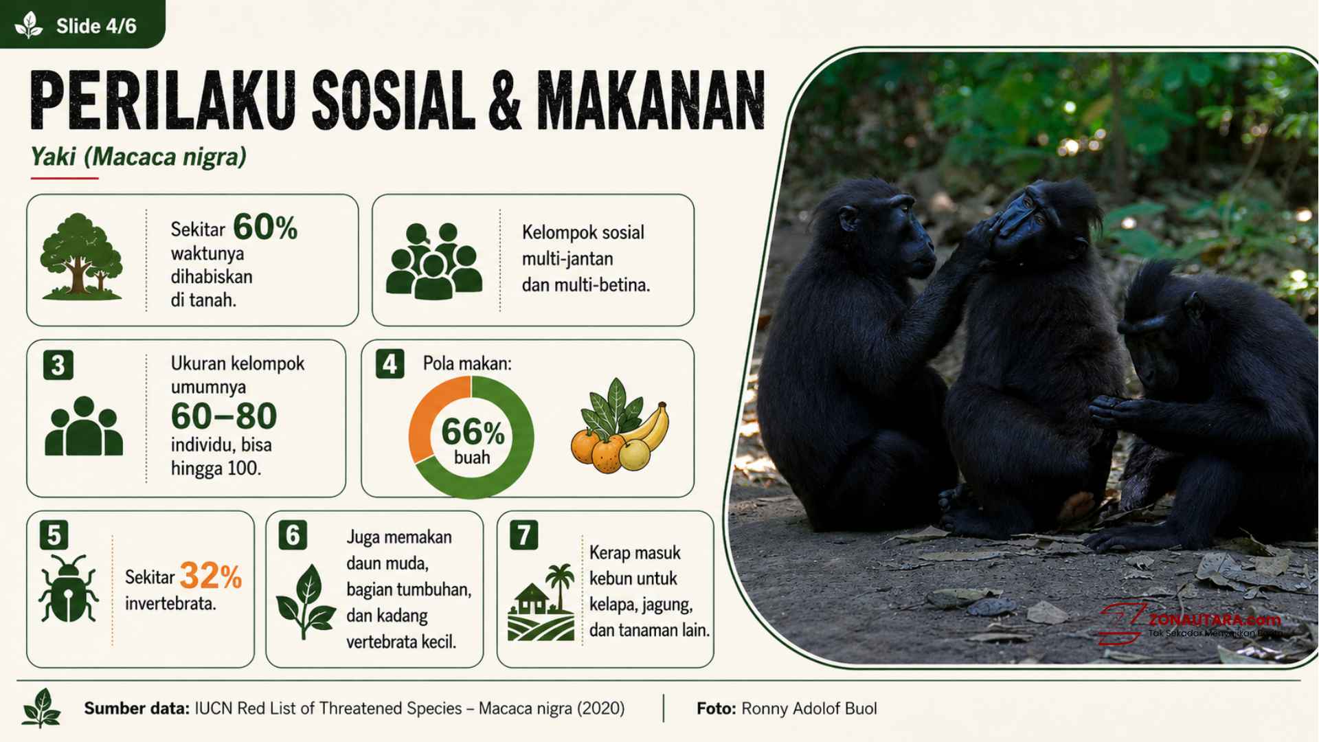 Mengenal Yaki, satwa kunci Sulawesi Utara 9 YAKI