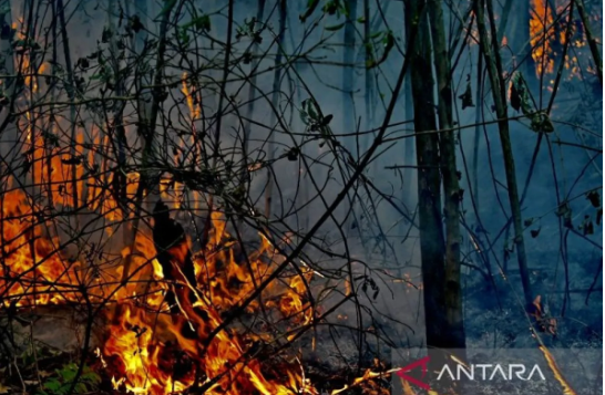 473 Titik Panas Ditemukan di Kalimantan Selatan, Zona Merah Karhutla Menyebar