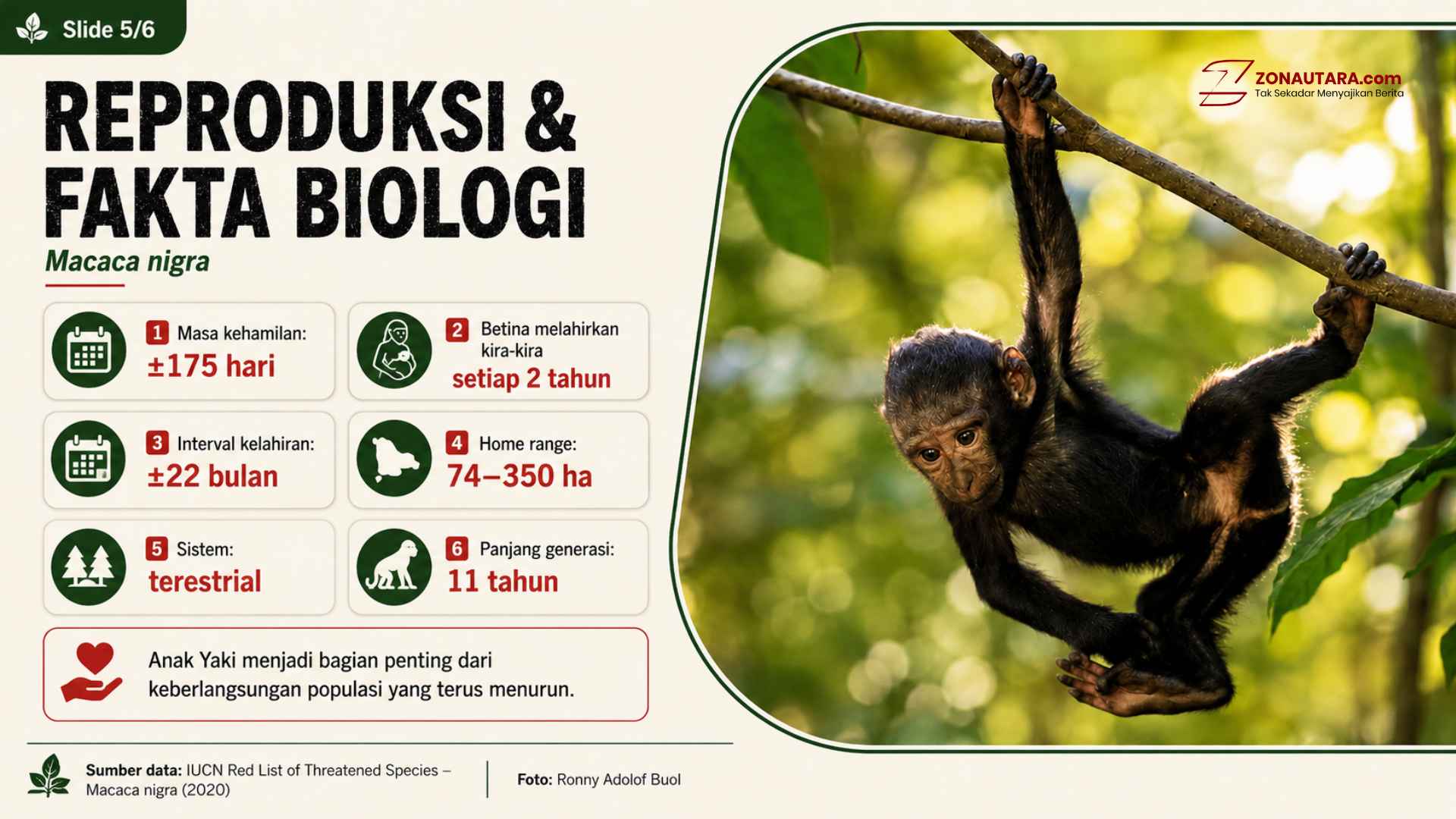 Mengenal Yaki, satwa kunci Sulawesi Utara 11 YAKI