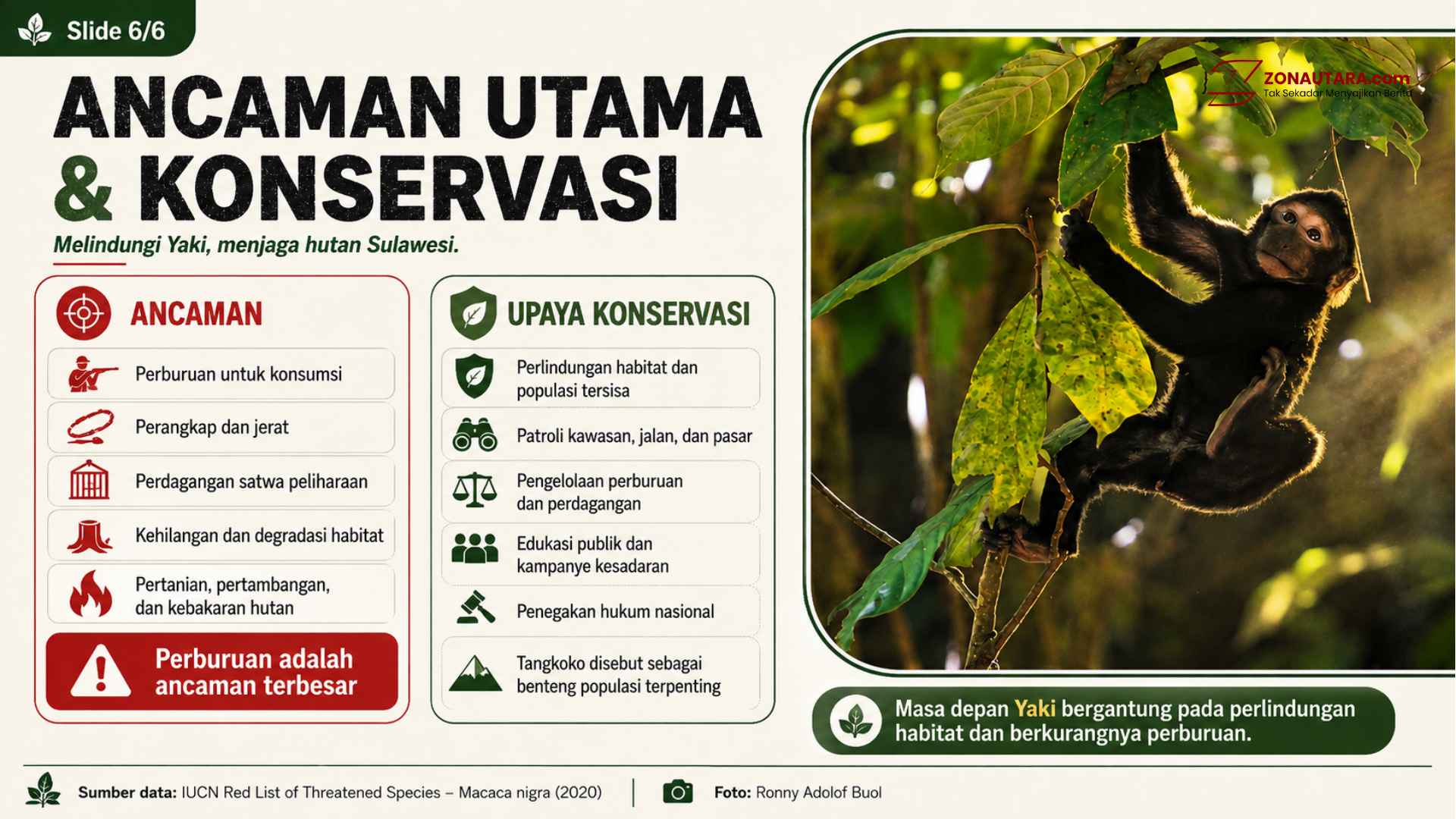 Mengenal Yaki, satwa kunci Sulawesi Utara 13 Mengenal Yaki, satwa kunci Sulawesi Utara
