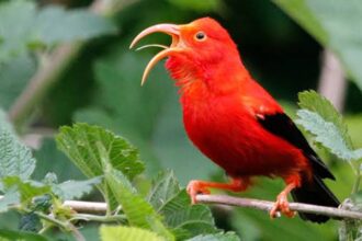 DNA Ungkap Kepunahan Spesies Burung Honeycreeper Hawaii yang Parah
