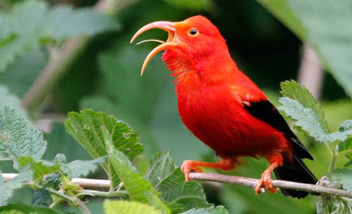 DNA Ungkap Kepunahan Spesies Burung Honeycreeper Hawaii yang Parah