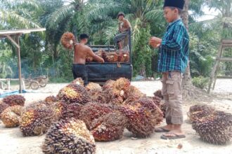 Harga Sawit Melonjak, Petani Aceh Sambut Gembira