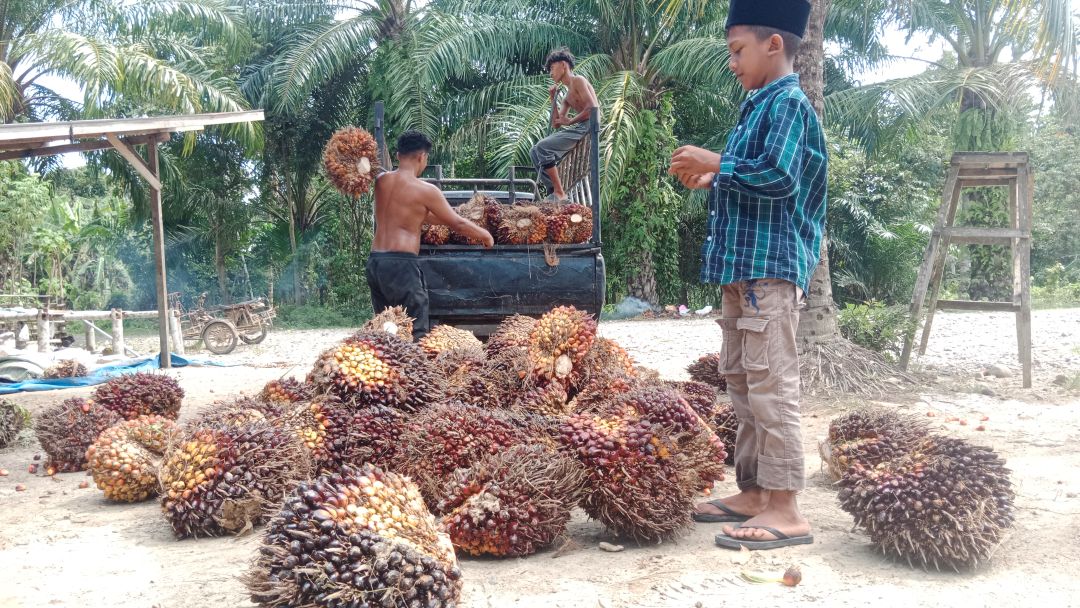 Harga Sawit Melonjak, Petani Aceh Sambut Gembira