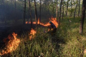 Karhutla Seluas 118 Hektare Terjadi di Bangka Tengah