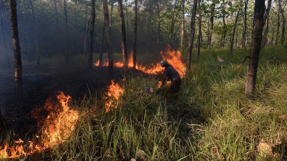 Karhutla Seluas 118 Hektare Terjadi di Bangka Tengah