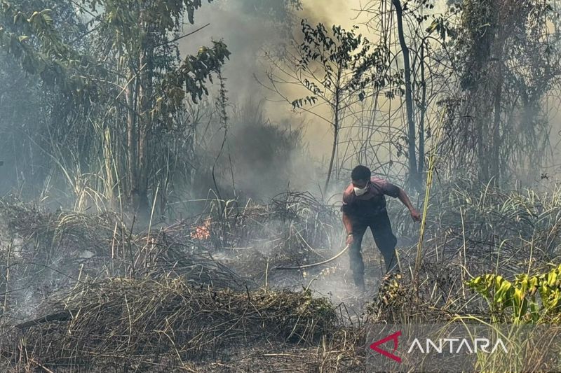 Karhutla di Papua dan Kalsel, Perang Dagang Trump: Rangkuman Berita Nasional 23 Agustus 2026