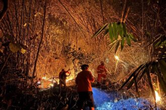 Kebakaran Hanguskan 2 Hektare Lahan di Gunung Trianggulasi Jember