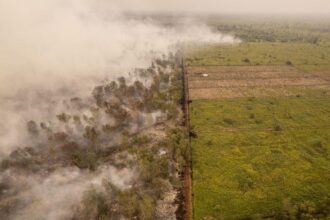 Kebakaran Melanda Hutan Lindung Gambut Londerang Jambi