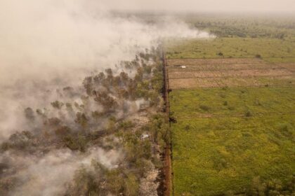 Kebakaran Melanda Hutan Lindung Gambut Londerang Jambi
