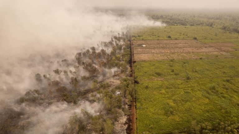 Kebakaran Melanda Hutan Lindung Gambut Londerang Jambi