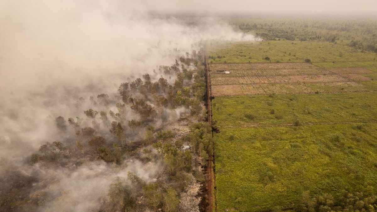 Kebakaran Melanda Hutan Lindung Gambut Londerang Jambi