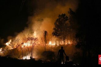Kementerian Kehutanan Selidiki Kebakaran 25 Hektare Hutan di Sumsel