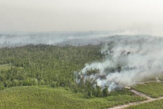 Lima Perusahaan Diberi Sanksi atas Karhutla di Kalimantan, Satu Izin Dibekukan
