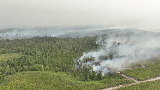 Lima Perusahaan Diberi Sanksi atas Karhutla di Kalimantan, Satu Izin Dibekukan