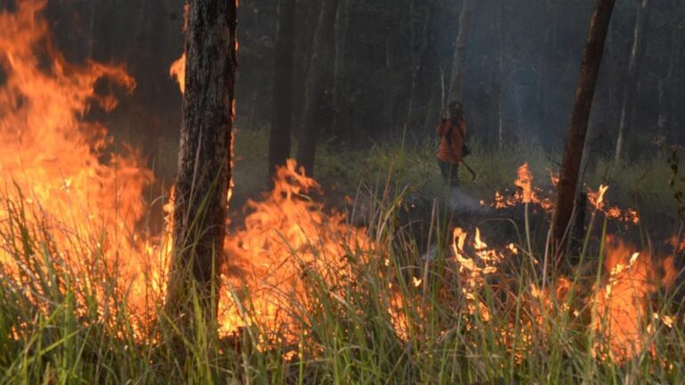 Pemerintah Imbau Hentikan Pembakaran Lahan Tradisional Saat Karhutla