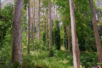 Penerima Perhutanan Sosial Diminta Cegah Kebakaran Hutan