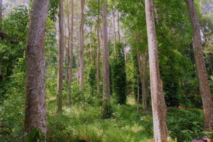 Penerima Perhutanan Sosial Diminta Cegah Kebakaran Hutan