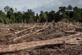 Sejarah Majapahit: Hukuman Mati bagi Pelaku Perusakan Hutan