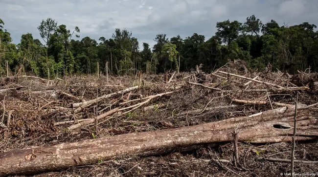 Sejarah Majapahit: Hukuman Mati bagi Pelaku Perusakan Hutan