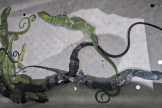 WN Korsel Ditangkap di Bandara Soetta Saat Selundupkan 8 Biawak