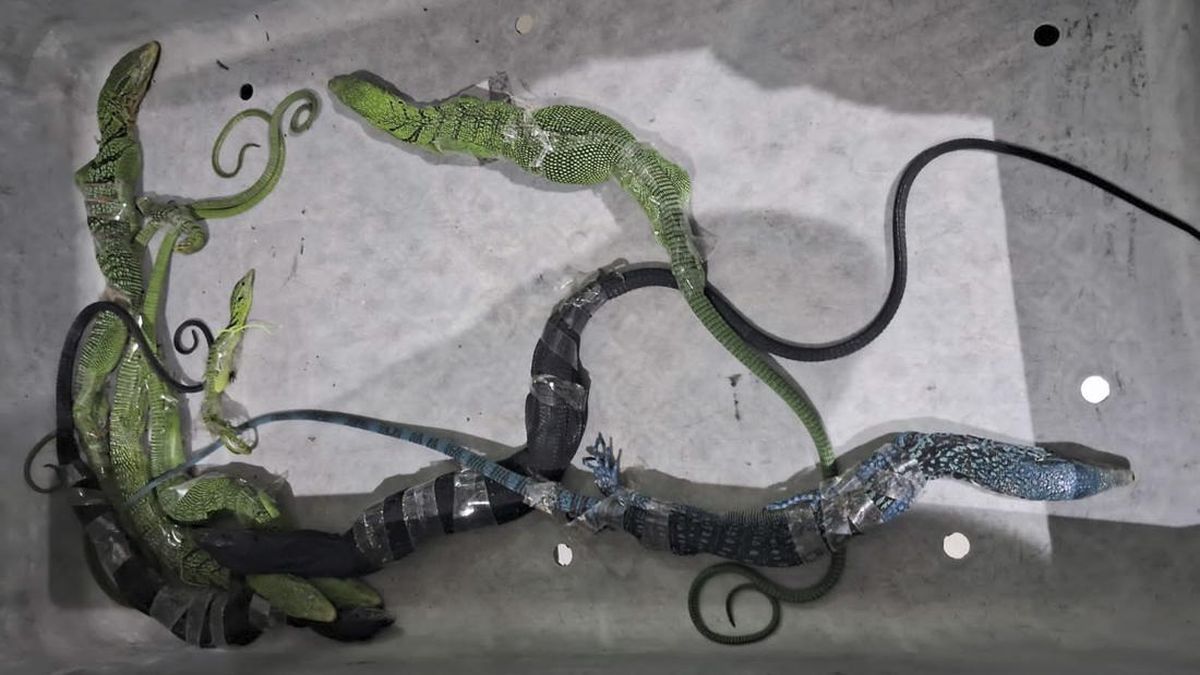 WN Korsel Ditangkap di Bandara Soetta Saat Selundupkan 8 Biawak