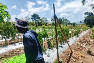 Tanah mengering, begini petani cabai Bitung bertahan
