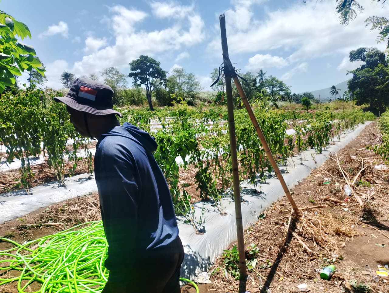 Tanah mengering, begini petani cabai Bitung bertahan