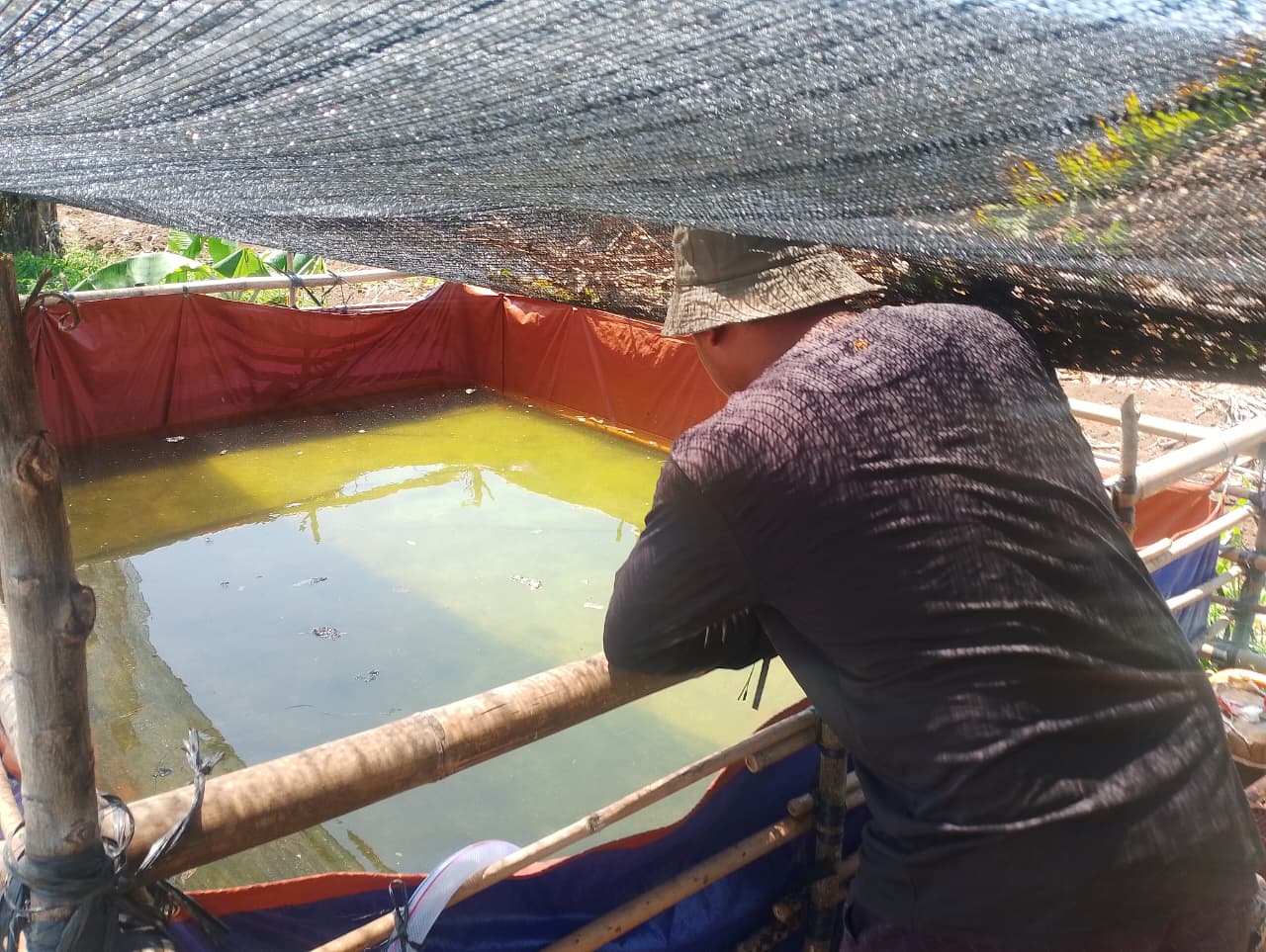 Tanah mengering, begini petani cabai Bitung bertahan