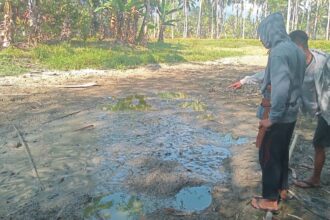 Dampak El Nino, Binontou di perkebunan Moyogang mulai mengering