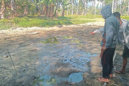 Dampak El Nino, Binontou di perkebunan Moyogang mulai mengering