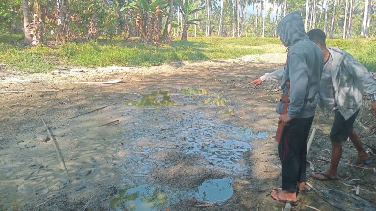 Dampak El Nino, Binontou di perkebunan Moyogang mulai mengering