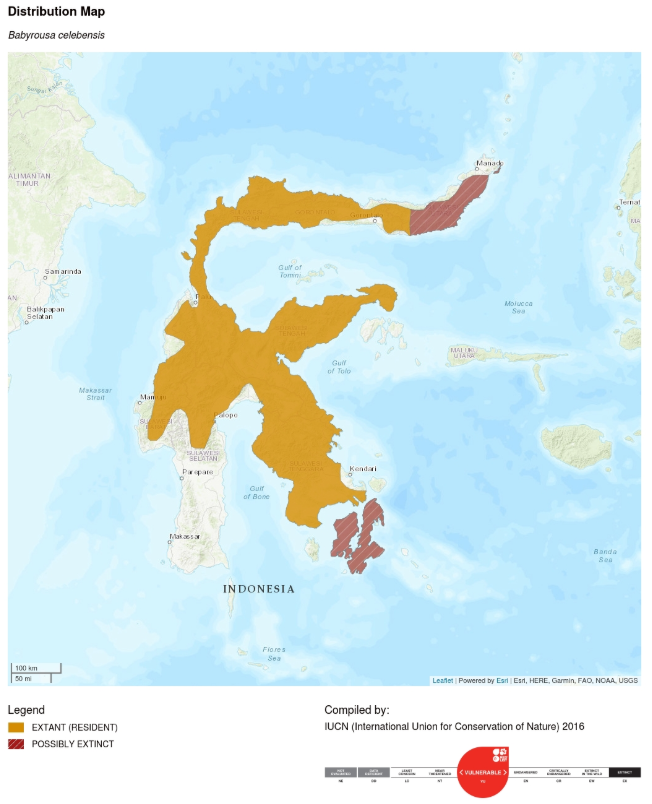 Mengenal empat satwa kunci Sulawesi Utara 11 Mengenal empat satwa kunci Sulawesi Utara