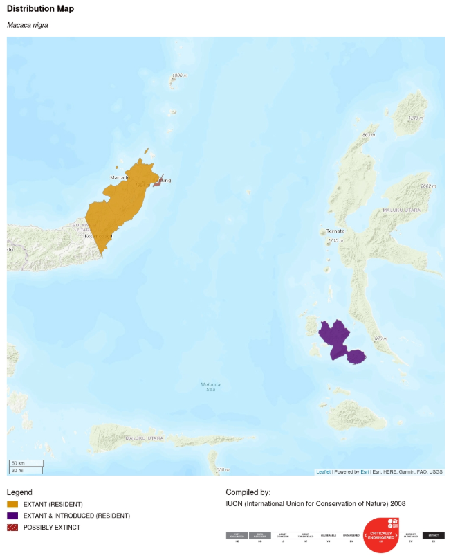 Mengenal empat satwa kunci Sulawesi Utara 13 Mengenal empat satwa kunci Sulawesi Utara