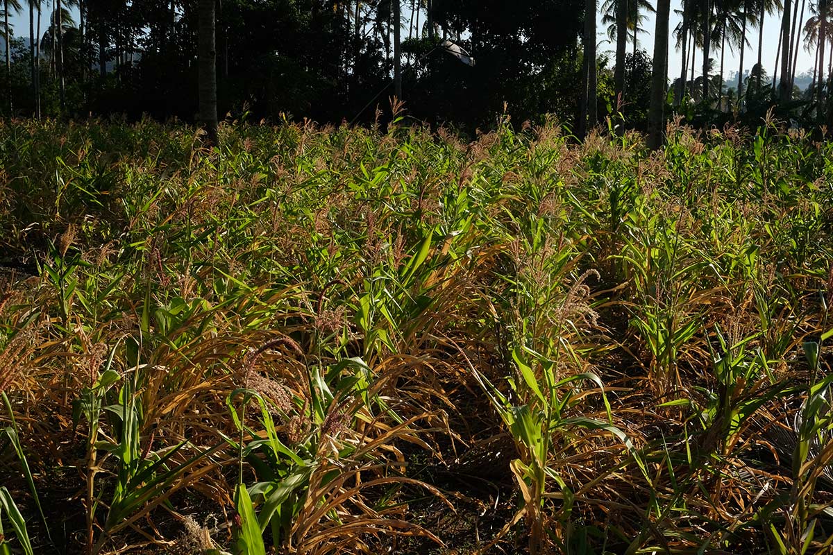Kombinasi El Nino dan monsun Australia pemicu kekeringan ekstrem di Sulut 9 el nino