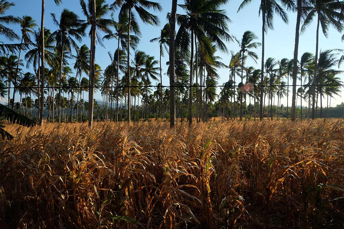 Merdeka, tetapi petani masih membeli air 10 jagung