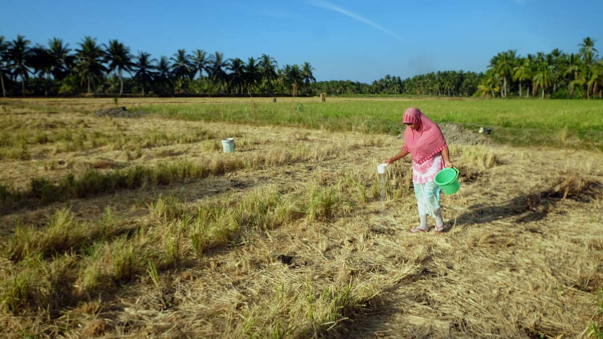 Merdeka, tetapi petani masih membeli air 9 kemarau