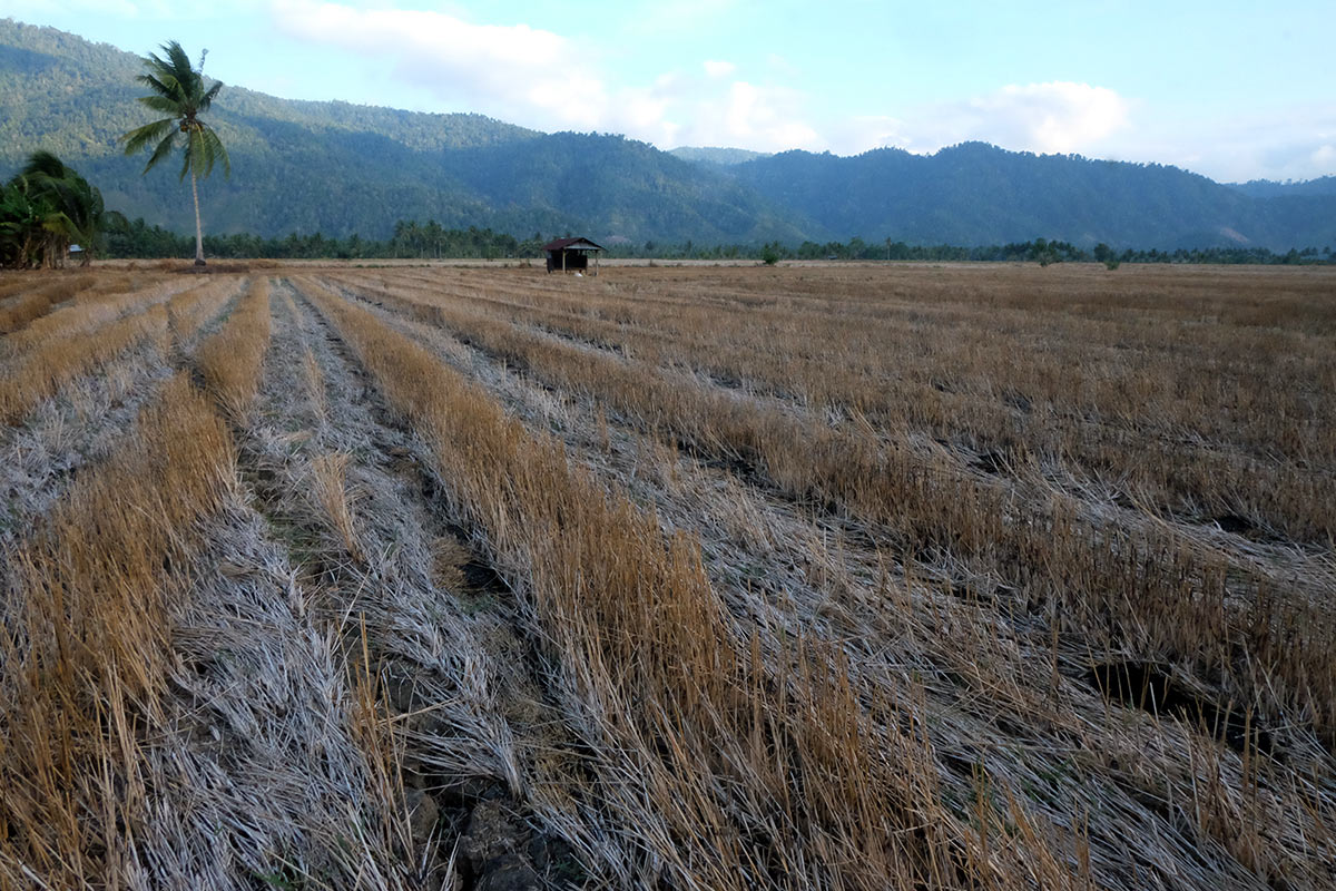 Kombinasi El Nino dan monsun Australia pemicu kekeringan ekstrem di Sulut 8 el nino