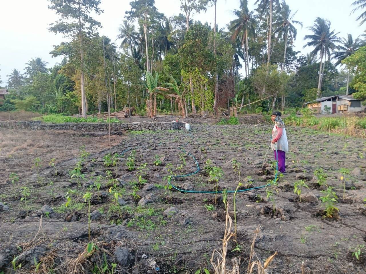 Harga cabai rawit meroket: penjual rempah-rempah di Bitung menjerit